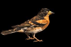 Attēlu rezultāti vaicājumam “Fringilla montifringilla”