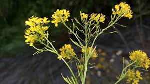 Attēlu rezultāti vaicājumam “Rorippa sylvestris flower”