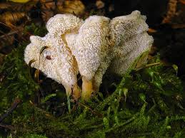 Attēlu rezultāti vaicājumam “Sistotrema confluens”