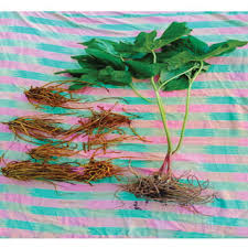 Attēlu rezultāti vaicājumam “Podophyllum hexandrum fruit”