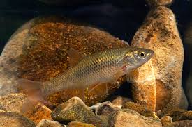 Image result for Squalius vardarensis