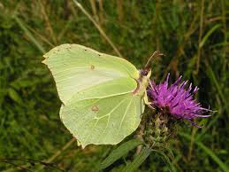Attēlu rezultāti vaicājumam “Lyonetia prunifoliella”
