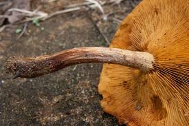 Attēlu rezultāti vaicājumam “Gymnopilus picreus”