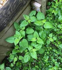 Attēlu rezultāti vaicājumam “Centaurea scabiosa leaf”