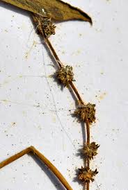 Attēlu rezultāti vaicājumam “Atriplex patula”