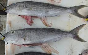 Image result for Aprion virescens