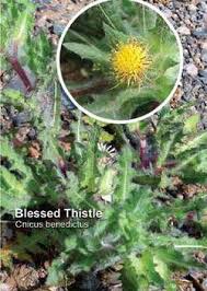 Image result for Cnicus benedictus