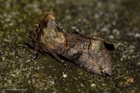 Attēlu rezultāti vaicājumam “Abrostola triplasia”