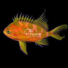 Attēlu rezultāti vaicājumam “Arthonia byssacea”