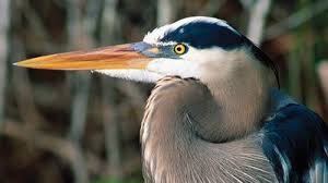 Attēlu rezultāti vaicājumam “Ciconiiformes”