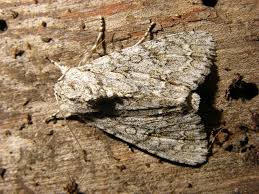 Attēlu rezultāti vaicājumam “Acronicta aceris”