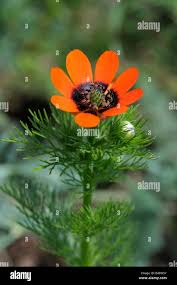 Image result for Adonis aestivalis