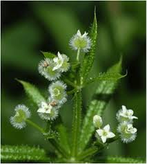 Attēlu rezultāti vaicājumam “Galium aparine leaf”
