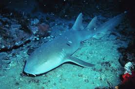 Image result for Scylliogaleus quecketti