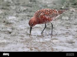 Attēlu rezultāti vaicājumam “Calidris ferruginea adult”