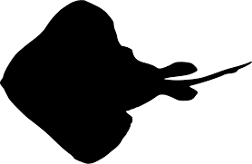 Image result for Amblyraja radiata