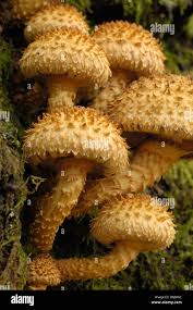 Attēlu rezultāti vaicājumam “Pholiota squarrosa”