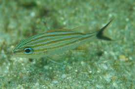 Image result for Haemulon carbonarium