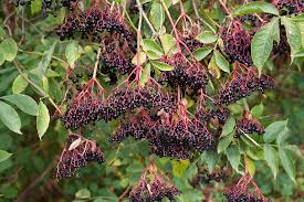 Attēlu rezultāti vaicājumam “Sambucus nigra fruit”