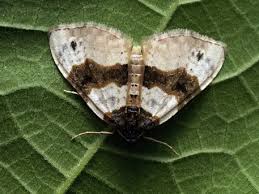 Attēlu rezultāti vaicājumam “Cosmorhoe ocellata”