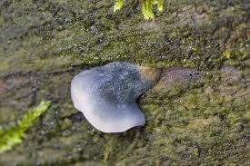 Attēlu rezultāti vaicājumam “Postia sericeomollis”