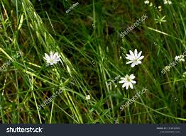 Attēlu rezultāti vaicājumam “Stellaria longifolia”