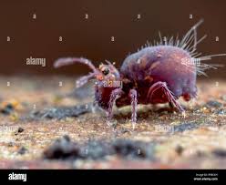 Attēlu rezultāti vaicājumam “Symphypleona”