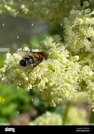 Attēlu rezultāti vaicājumam “Leucozona glaucia”