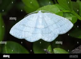 Attēlu rezultāti vaicājumam “Cabera pusaria”