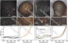 Attēlu rezultāti vaicājumam “Cribraria argillacea spores”