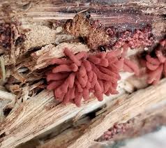 Attēlu rezultāti vaicājumam “Arcyria denudata stalked”