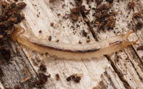 Attēlu rezultāti vaicājumam “Schizotus pectinicornis larva”