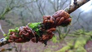 Attēlu rezultāti vaicājumam “Hypocreopsis lichenoides”