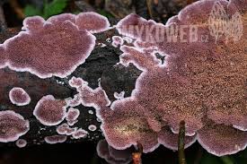 Attēlu rezultāti vaicājumam “Trichaptum abietinum”