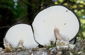 Attēlu rezultāti vaicājumam “Polyporus brumalis”