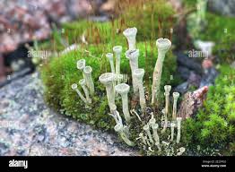 Attēlu rezultāti vaicājumam “Cladonia fimbriata”