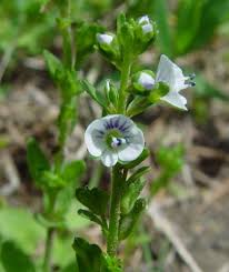 Attēlu rezultāti vaicājumam “Veronica serpyllifolia leaf”