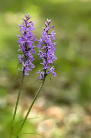 Attēlu rezultāti vaicājumam “Dactylorhiza maculata”