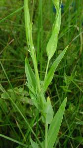 Attēlu rezultāti vaicājumam “Arabis glabra”