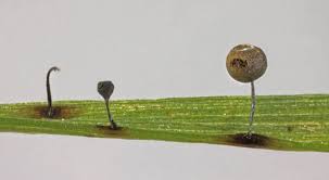 Attēlu rezultāti vaicājumam “Lamproderma pulchellum macro”