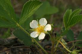 Attēlu rezultāti vaicājumam “Rosaceae”