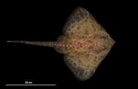 Image result for Amblyraja hyperborea