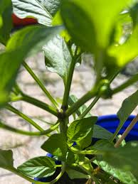 Attēlu rezultāti vaicājumam “Lathyrus sylvestris leaf”