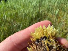 Attēlu rezultāti vaicājumam “Philonotis calcarea”