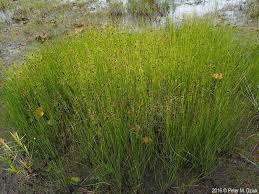 Attēlu rezultāti vaicājumam “Rhynchospora fusca”