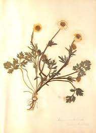 Attēlu rezultāti vaicājumam “Ranunculus bulbosus flower”