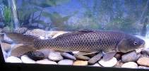 Image result for Cyprinus multitaeniatus