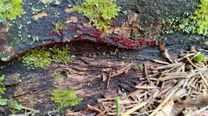 Attēlu rezultāti vaicājumam “Willkommlangea reticulata spores”