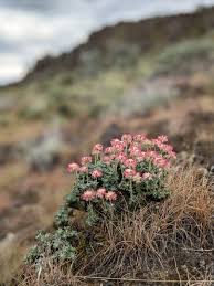 Attēlu rezultāti vaicājumam “Enteridium liceoides young”