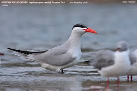 Attēlu rezultāti vaicājumam “Hydroprogne caspia”